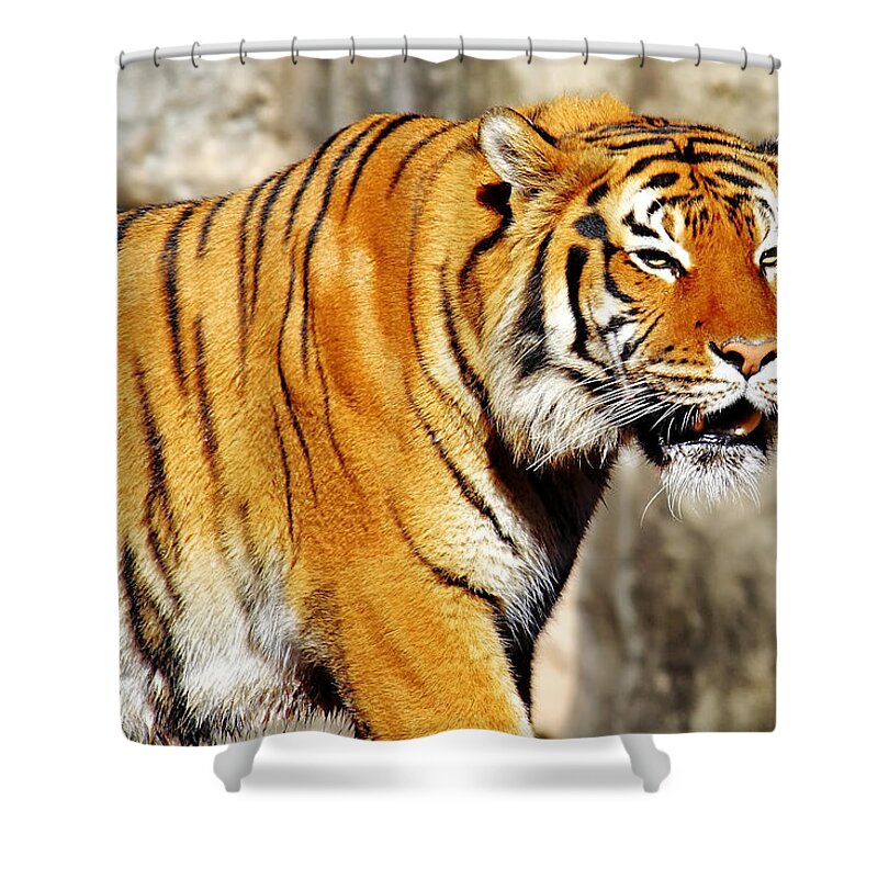Tiger Shower Curtain featuring the photograph On the Prowl by Jason Politte