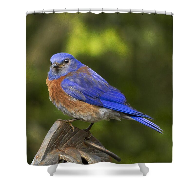  Shower Curtain featuring the photograph On top of the world by Jean Noren