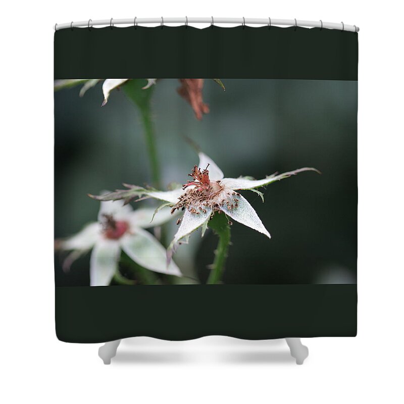 Rose Shower Curtain featuring the photograph Once so Vibrant Rose by Valerie Collins