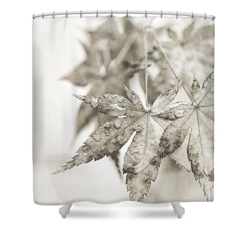 Autumn Leaves Shower Curtain featuring the photograph One Misty Moisty Morning by Caitlyn Grasso
