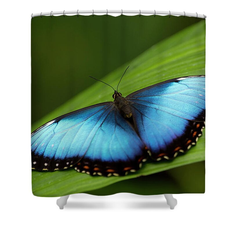 Insect Shower Curtain featuring the photograph Open Wings Morpho Butterfly On Leaf by Kryssia Campos