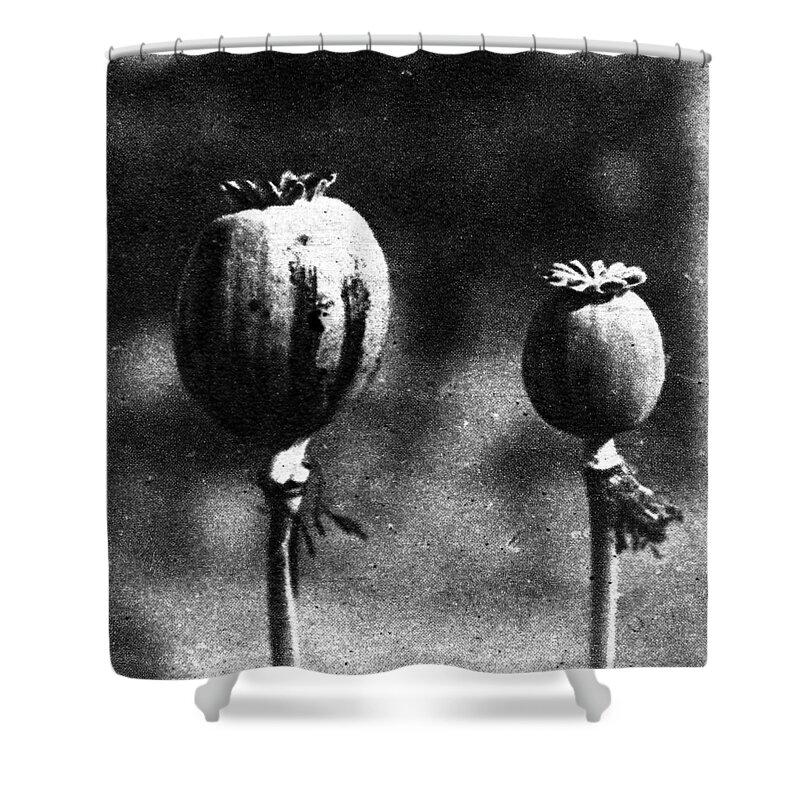 1924 Shower Curtain featuring the photograph Opium Poppies by Granger