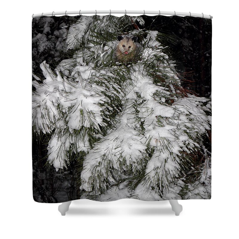 Oppssum Shower Curtain featuring the photograph Opossum In The Pines by Michael Eingle