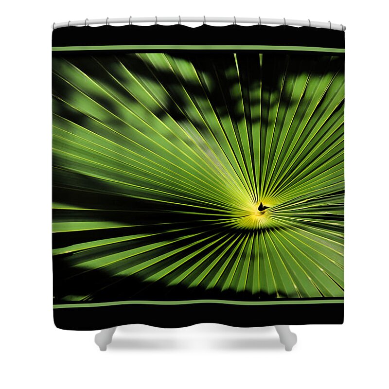 Palmetto Fan Canvas Print Shower Curtain featuring the photograph Optical Illusion by Lucy VanSwearingen