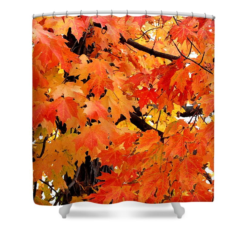 Maple Tree Shower Curtain featuring the photograph Orange And Reds And Some Yellow Too by Eunice Miller