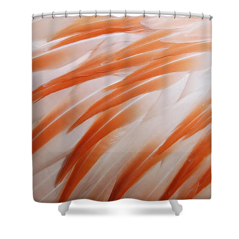 Feather Shower Curtain featuring the photograph Orange and white feathers of a flamingo by Matthias Hauser