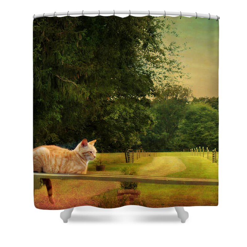 Cat Shower Curtain featuring the photograph Orange Farm Cat by Beth Ferris Sale