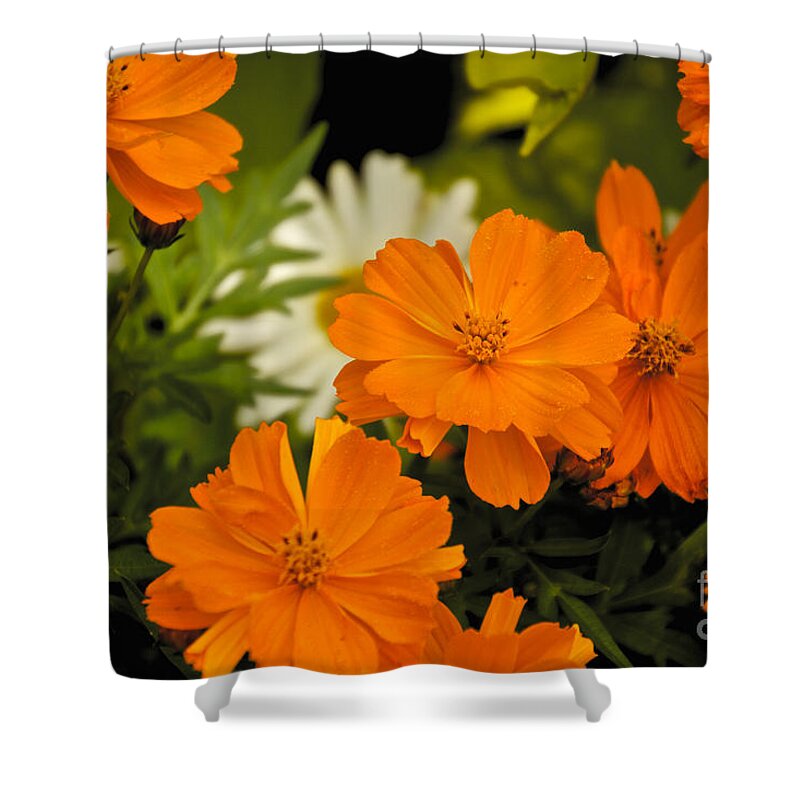 Orange Shower Curtain featuring the photograph Orange Flowers by William Norton