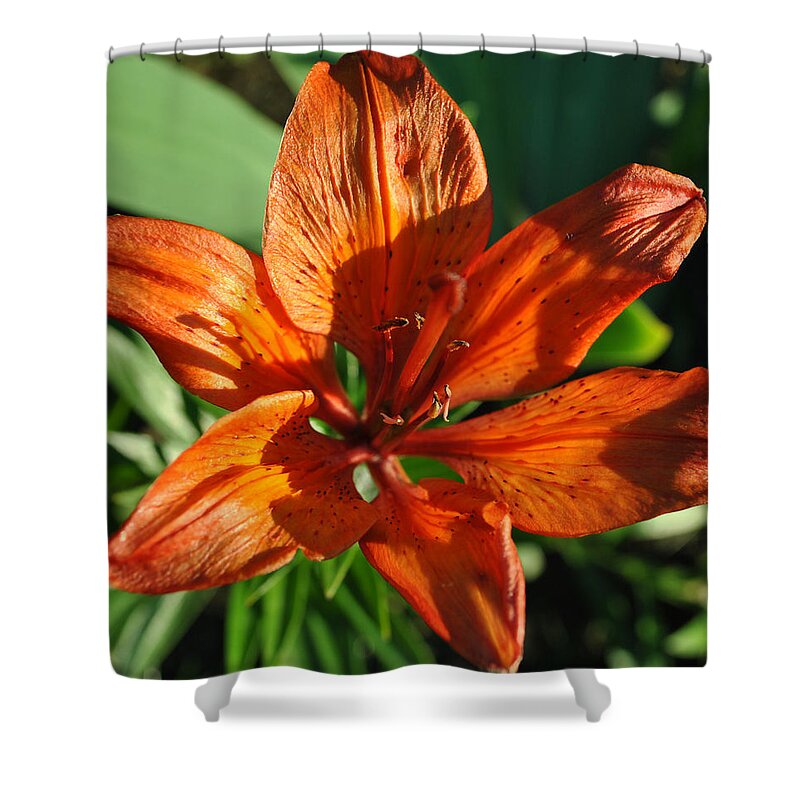 Orange Shower Curtain featuring the photograph Orange Lilly by Jim Hogg