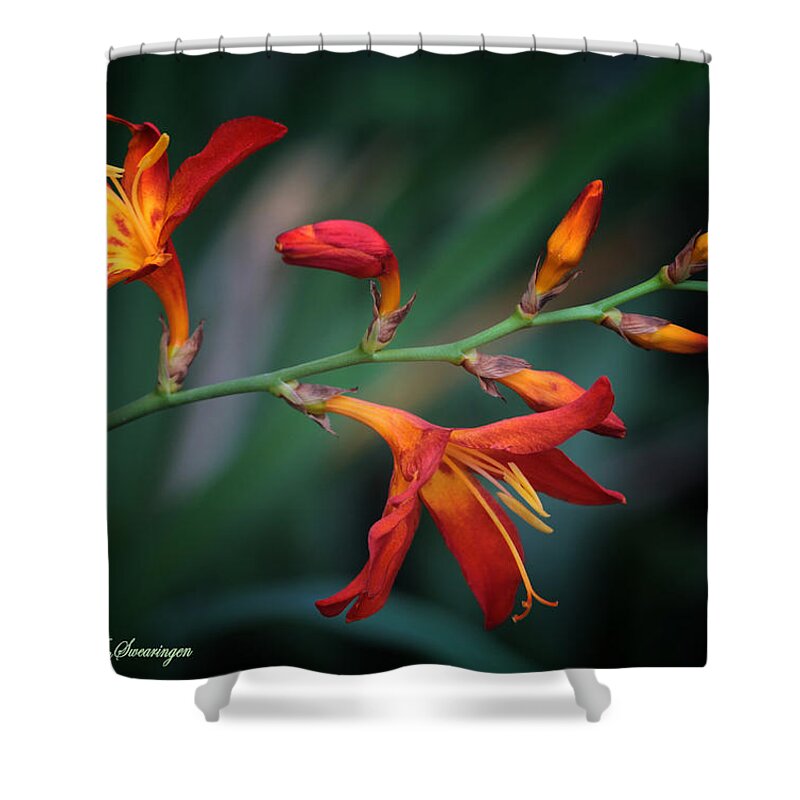 Lily Shower Curtain featuring the photograph Orange Lily by Lucy VanSwearingen