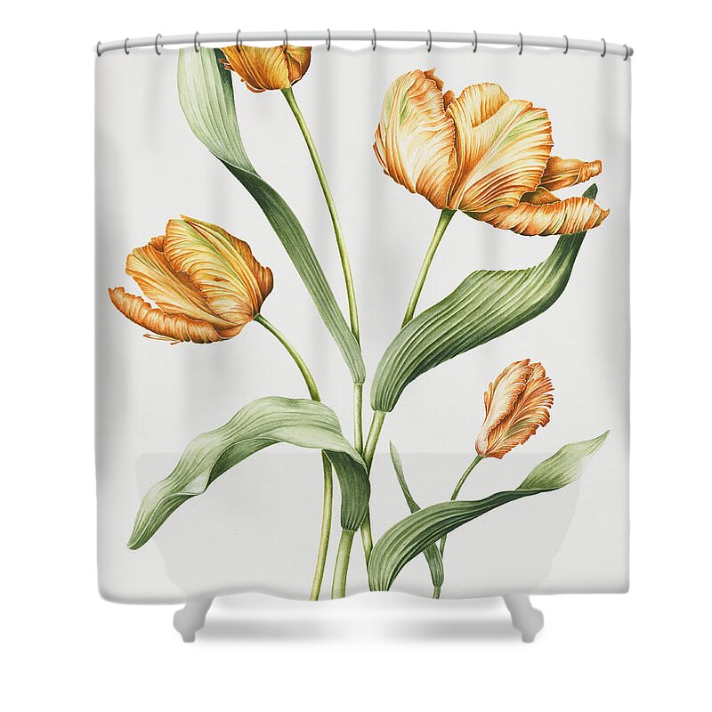 Range Shower Curtain featuring the painting Orange Parrot Tulips by Sally Crosthwaite