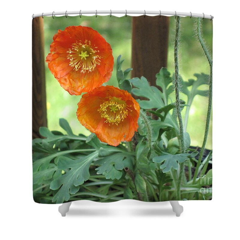 Orange Poppies Shower Curtain featuring the photograph Orange Poppies by HEVi FineArt