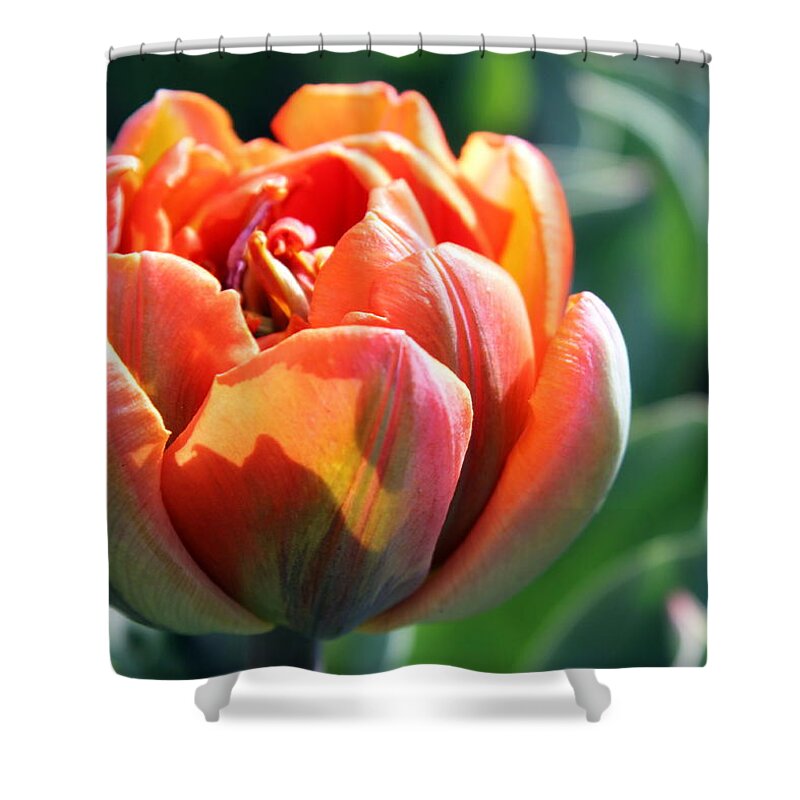Skompski Shower Curtain featuring the photograph Orange Princess Tulip by Joseph Skompski