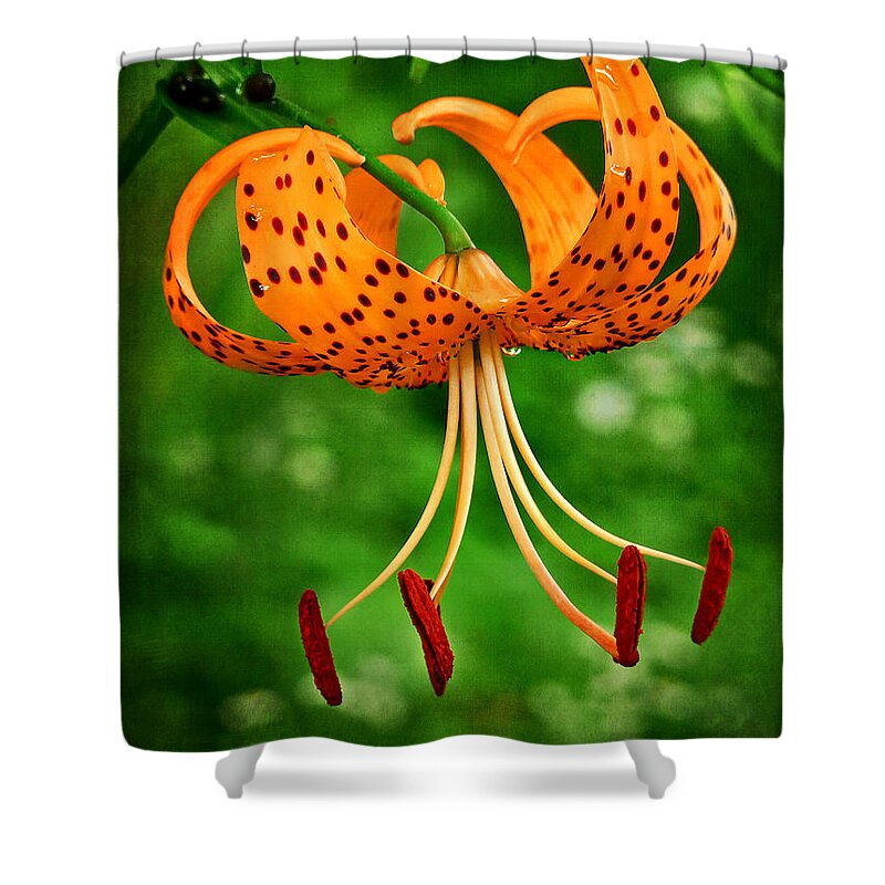 Orange Tiger Lily Shower Curtain featuring the photograph Orange Tiger Lily by Carolyn Derstine
