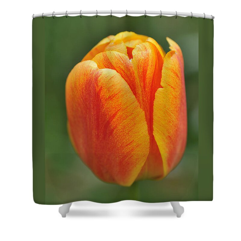 Tulip Shower Curtain featuring the photograph Orange Tulip by Matthias Hauser