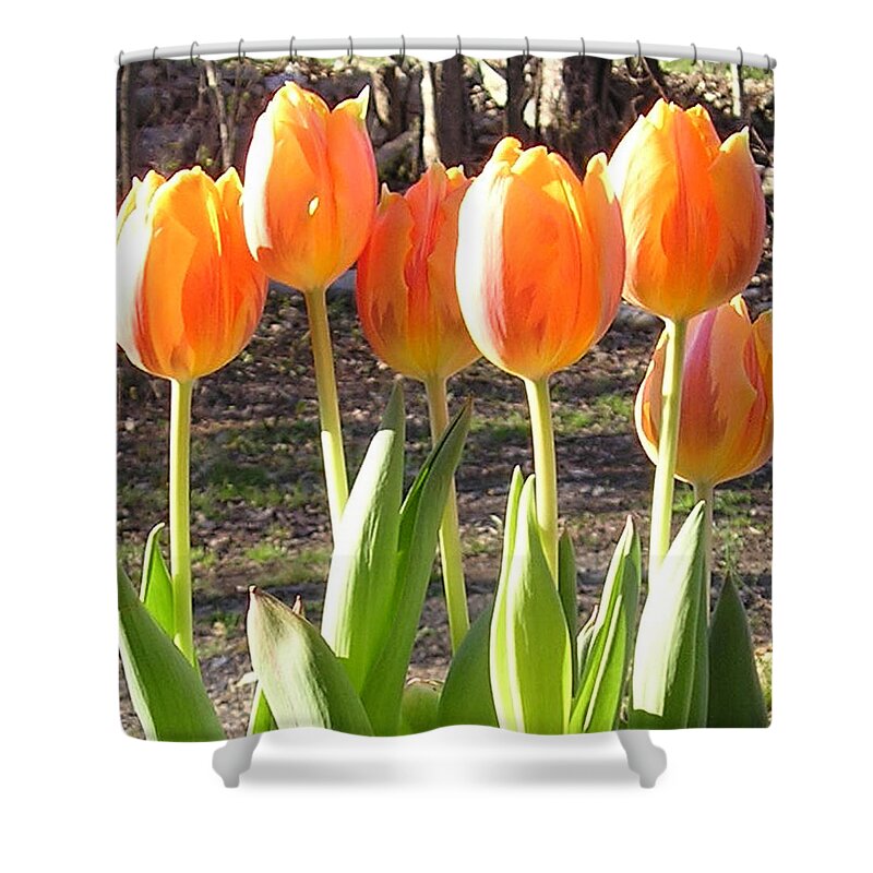 Tulip Shower Curtain featuring the photograph Orange Tulips by R Allen Swezey