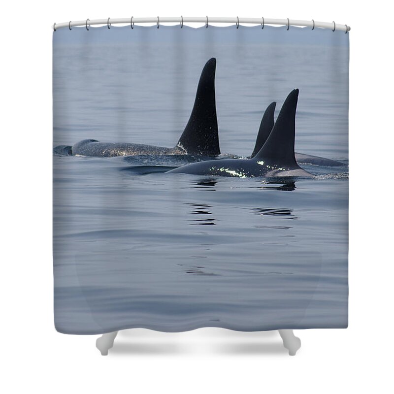 Orca Shower Curtain featuring the photograph Orca Family by Marilyn Wilson