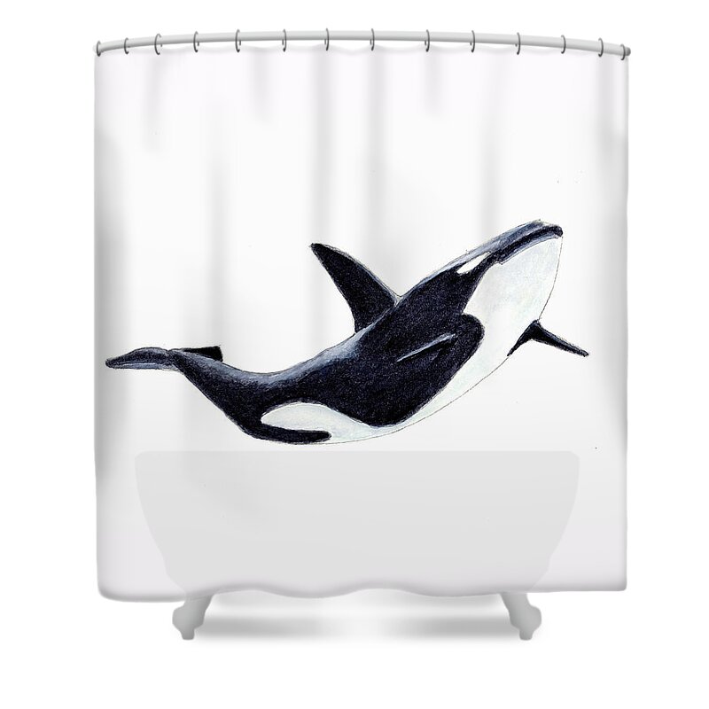 Animals Shower Curtain featuring the painting Orca - Killer Whale by Michael Vigliotti