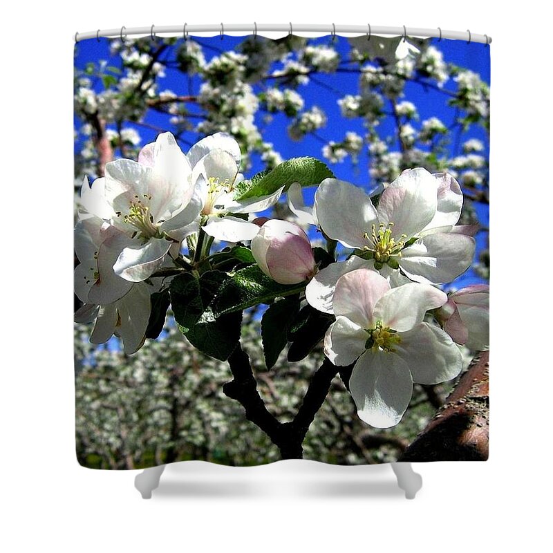 Apple Blossoms Shower Curtain featuring the photograph Orchard Ovation by Will Borden