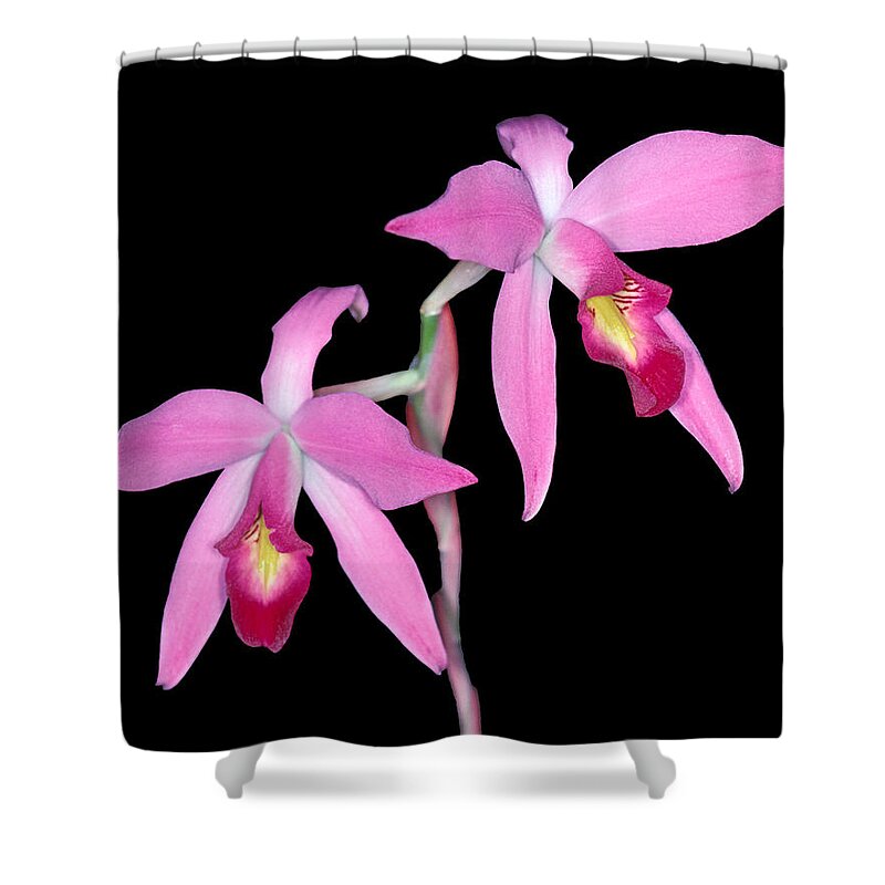 Flower Shower Curtain featuring the photograph Orchid 1 by Andy Shomock