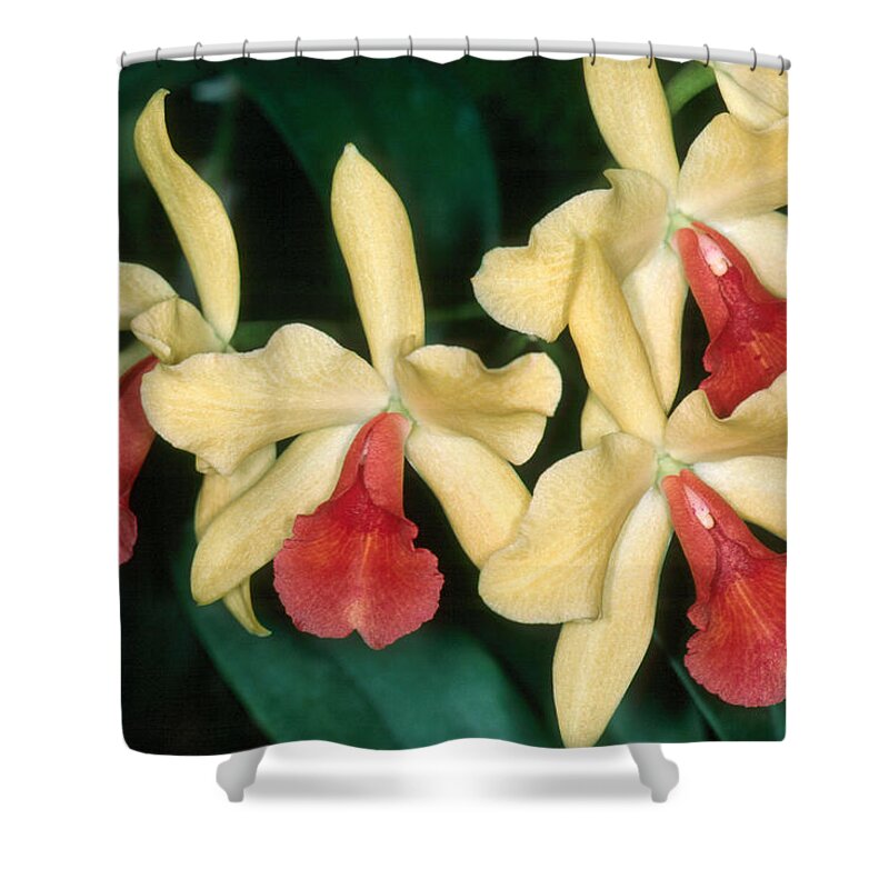 Flower Shower Curtain featuring the photograph Orchid 11 by Andy Shomock