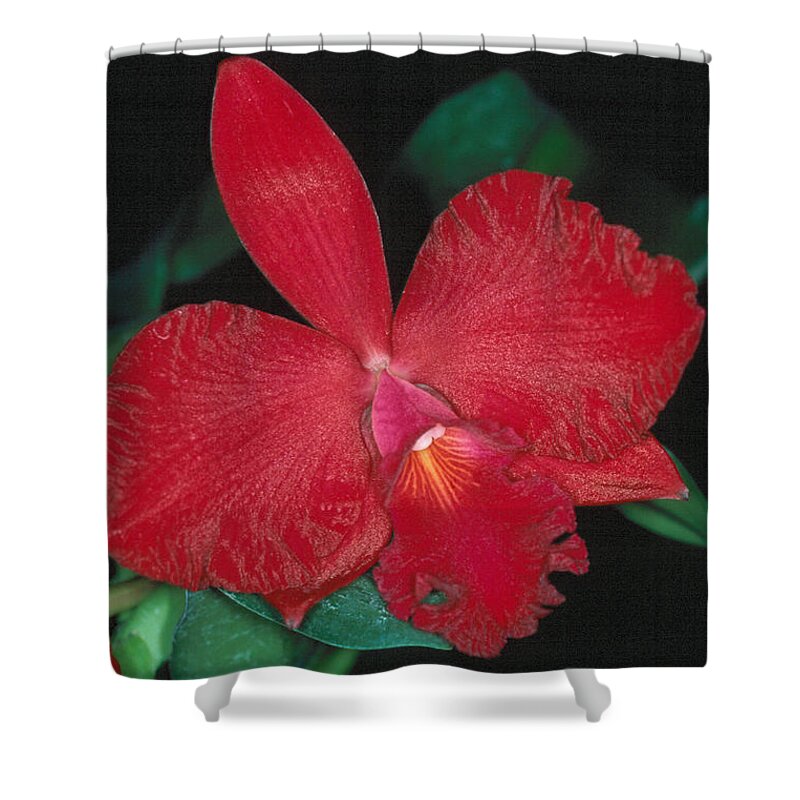 Flower Shower Curtain featuring the photograph Orchid 12 by Andy Shomock