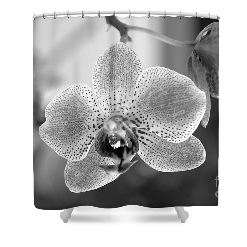 Phalaenopsis Shower Curtain featuring the photograph Orchid black and white by Ramona Matei