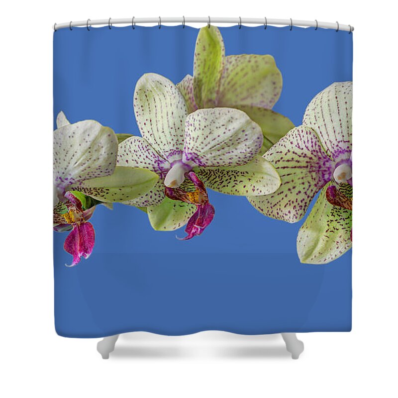 Orchid Shower Curtain featuring the photograph Orchid by Chris Smith
