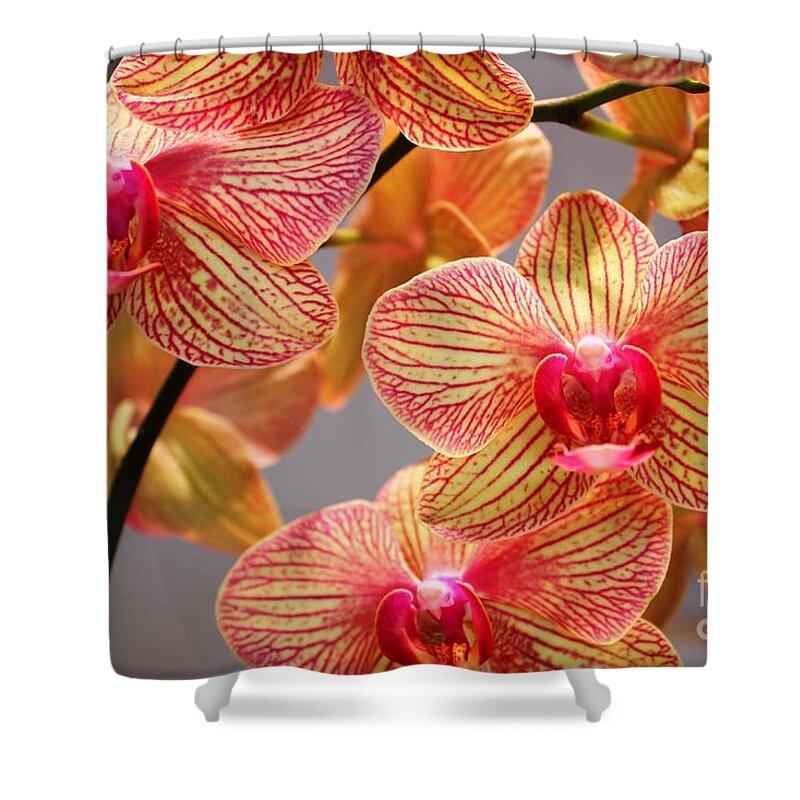 Orchid Shower Curtain featuring the photograph Orchid by Judy Palkimas
