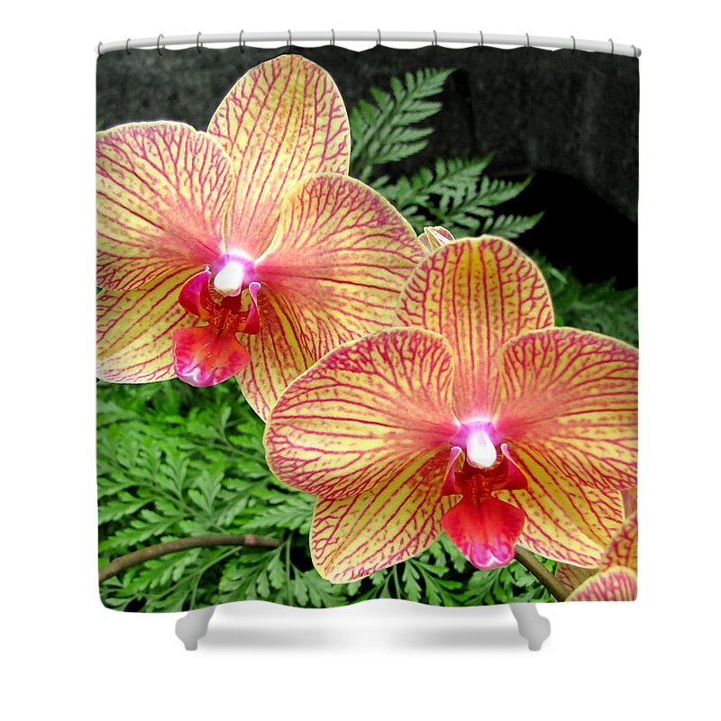 Duane Mccullough Shower Curtain featuring the photograph Orchid Pair by Duane McCullough