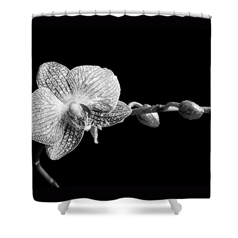 Orchid Shower Curtain featuring the photograph Orchid Phalaenopsis flower by Michalakis Ppalis