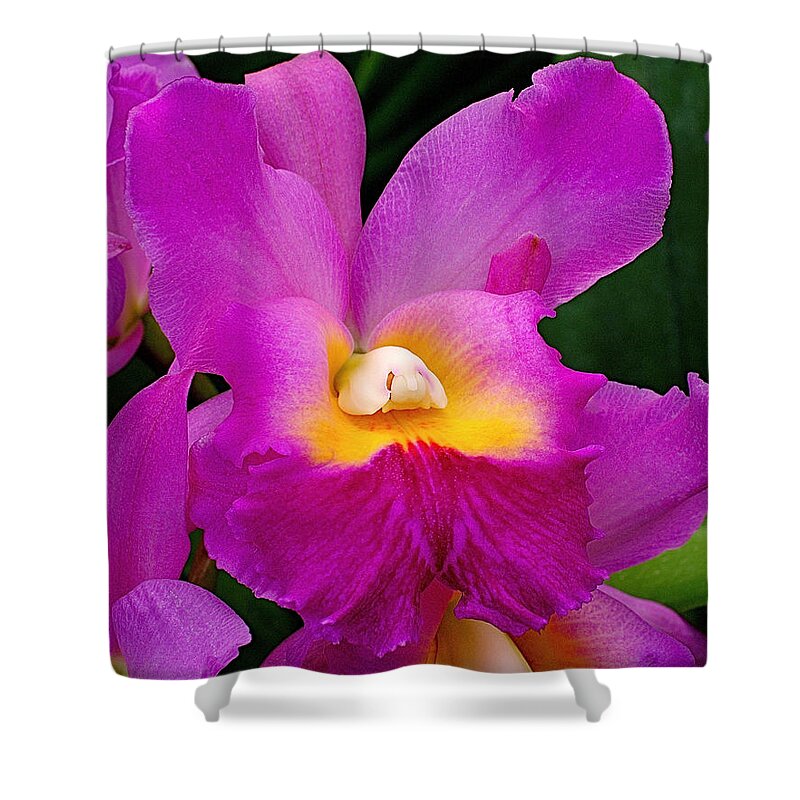 Orchid Shower Curtain featuring the photograph Orchid Variations 1 by Rona Black