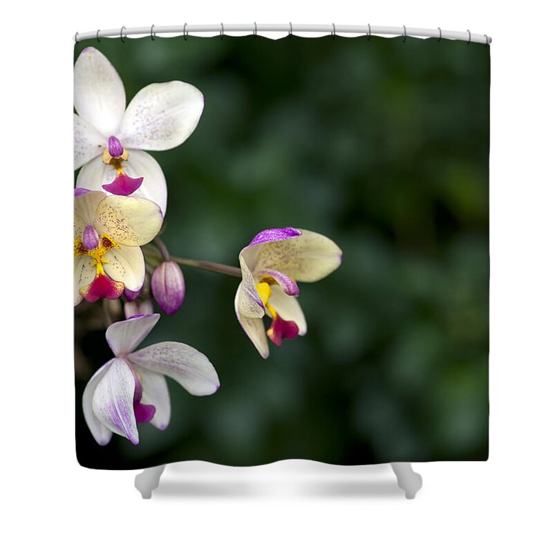 Ochid Shower Curtain featuring the photograph Orchids by Edward Kreis