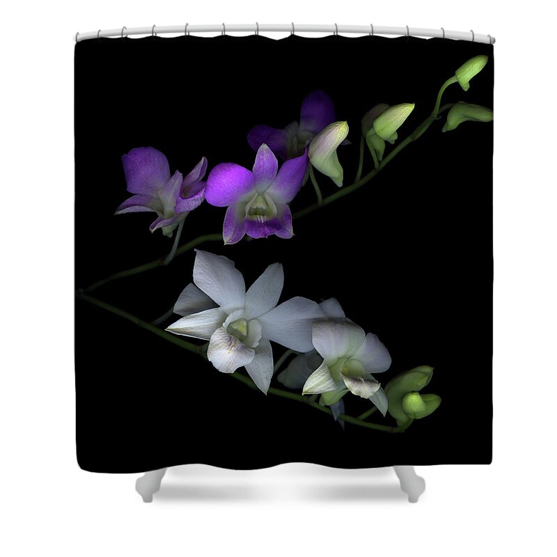 Purple Shower Curtain featuring the photograph Orchids by Photograph By Magda Indigo