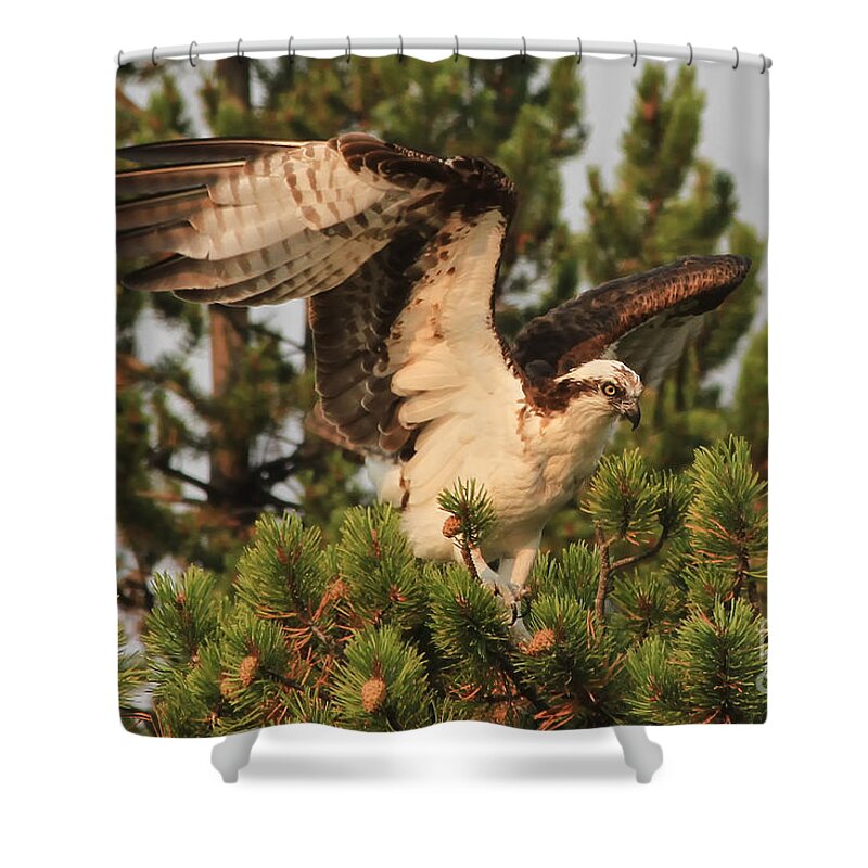 Bird Shower Curtain featuring the photograph Osprey in Yellowstone by Teresa Zieba