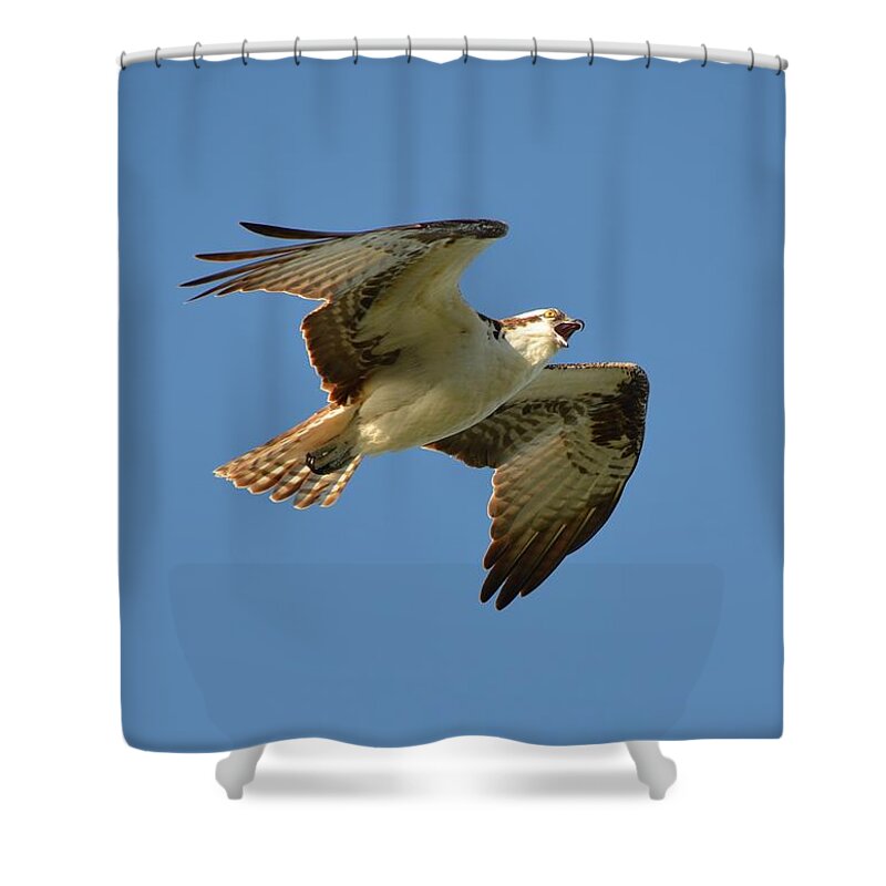 Osprey Shower Curtain featuring the photograph Osprey by James Petersen