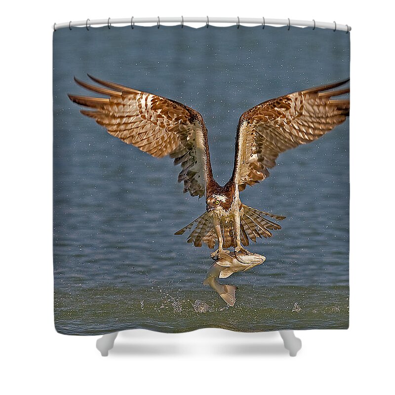 Osprey Shower Curtain featuring the photograph Osprey Morning Catch by Susan Candelario