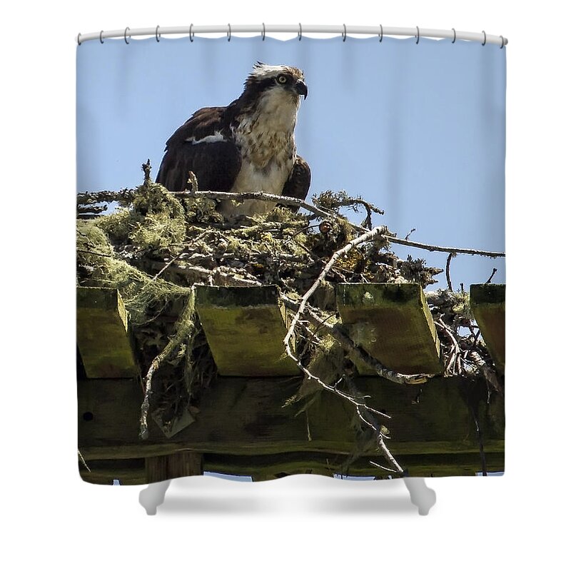 Osprey Shower Curtain featuring the photograph Osprey-Sitting on Nest cr by Belinda Greb