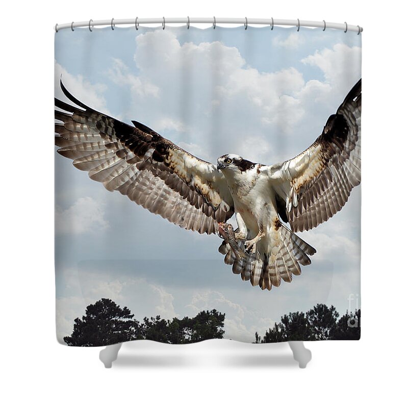 Birds Shower Curtain featuring the photograph Osprey With Fish In Talons by Kathy Baccari