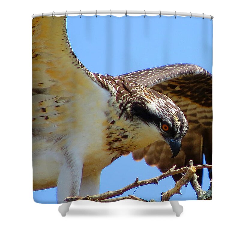 Osprey Shower Curtain featuring the photograph Osprey Youth by Dianne Cowen Cape Cod Photography