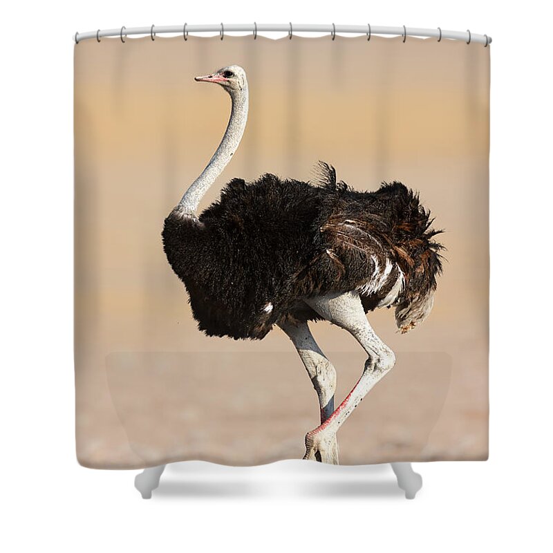 Wild Shower Curtain featuring the photograph Ostrich by Johan Swanepoel