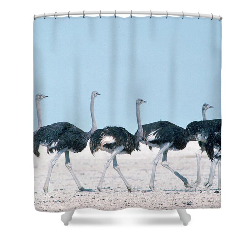 Animals Shower Curtain featuring the photograph Ostriches Walk Across The Dry Pan by Robert Caputo