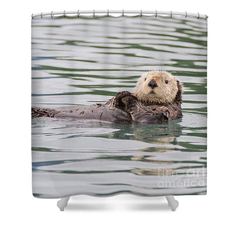 Otter Shower Curtain featuring the photograph Otterly Adorable by Chris Scroggins