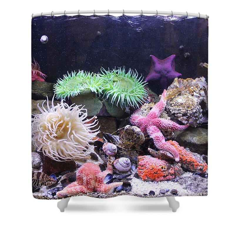 Colours Shower Curtain featuring the photograph Our Colourful Underwater World by Vicki Spindler