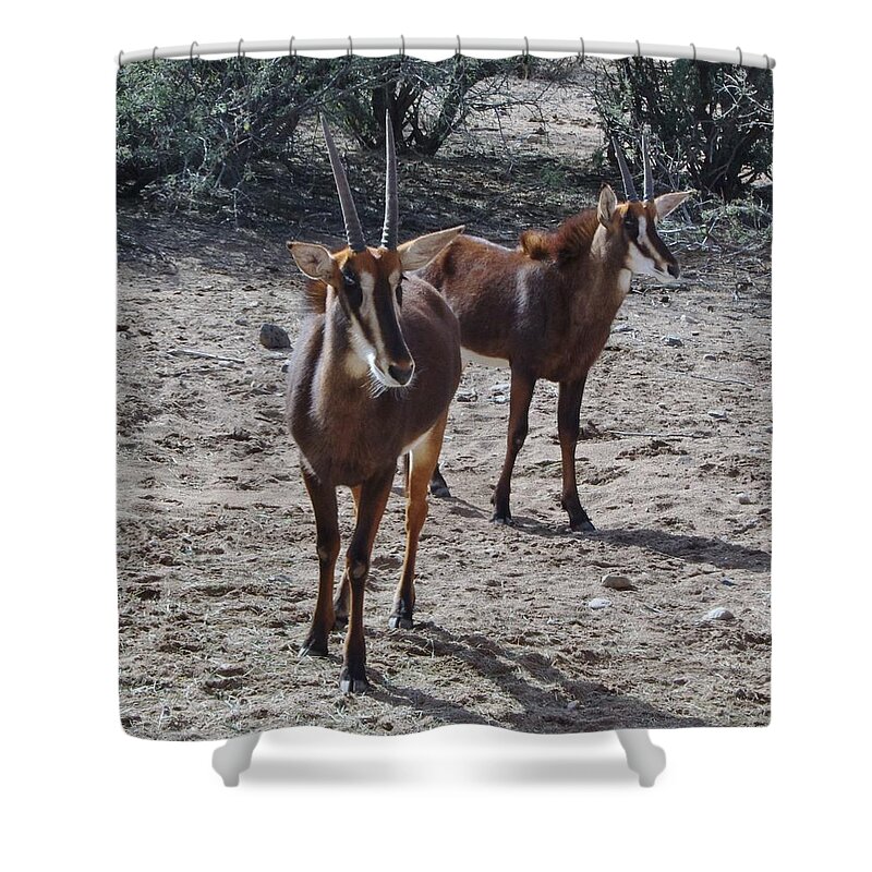 Out Of Africa Shower Curtain featuring the photograph Out of Africa B by Phyllis Spoor