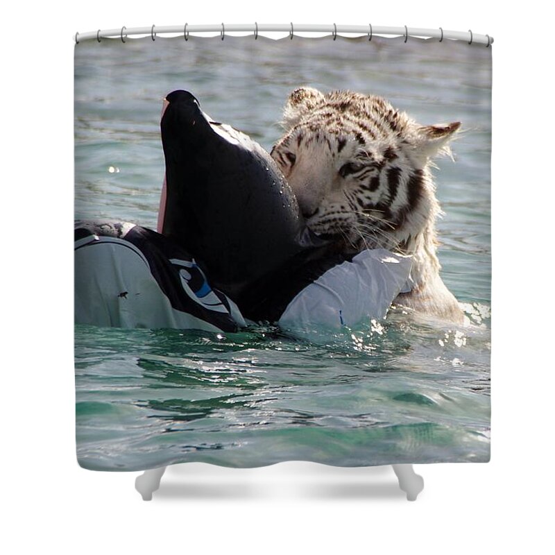 Tiger Shower Curtain featuring the photograph Out of Africa Tiger Splash 4 by Phyllis Spoor