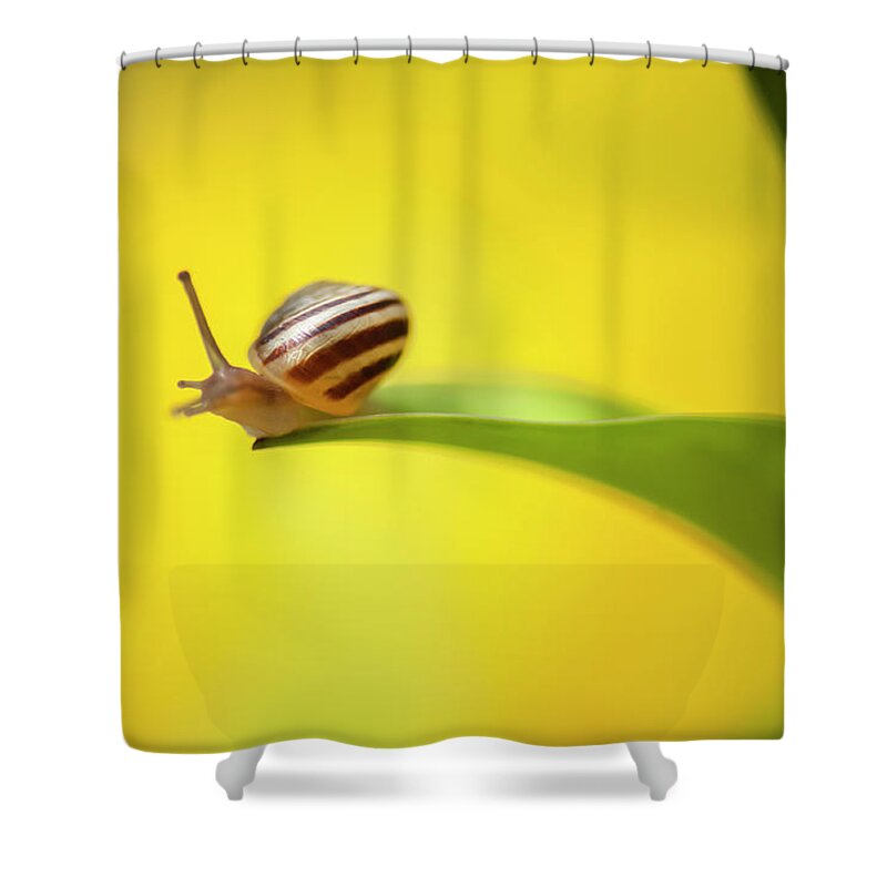 Mollusk Shower Curtain featuring the photograph Out On A Limb by Debralee Wiseberg