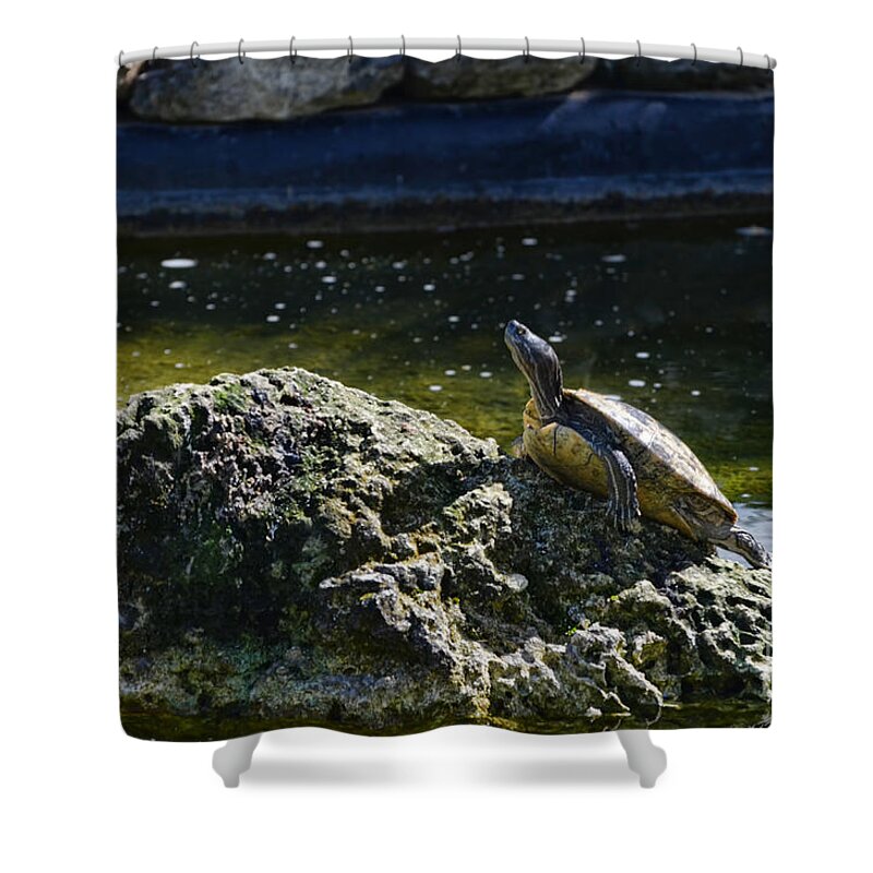 Rock Shower Curtain featuring the photograph Out On A Rock by Judy Wolinsky