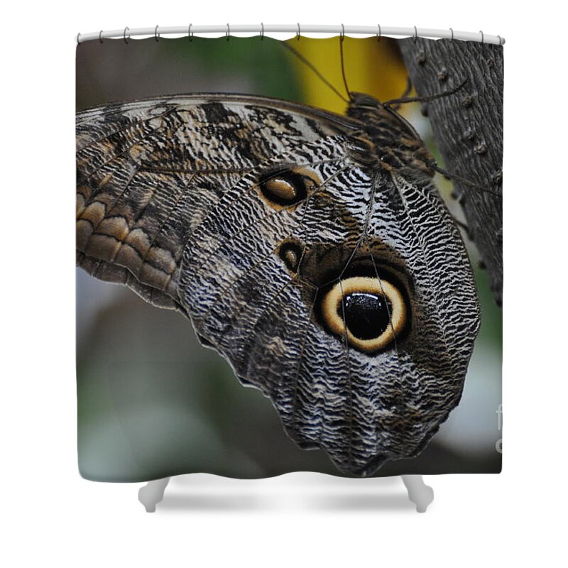 Owl Butterfly Shower Curtain featuring the photograph Owl Butterfly by Bianca Nadeau