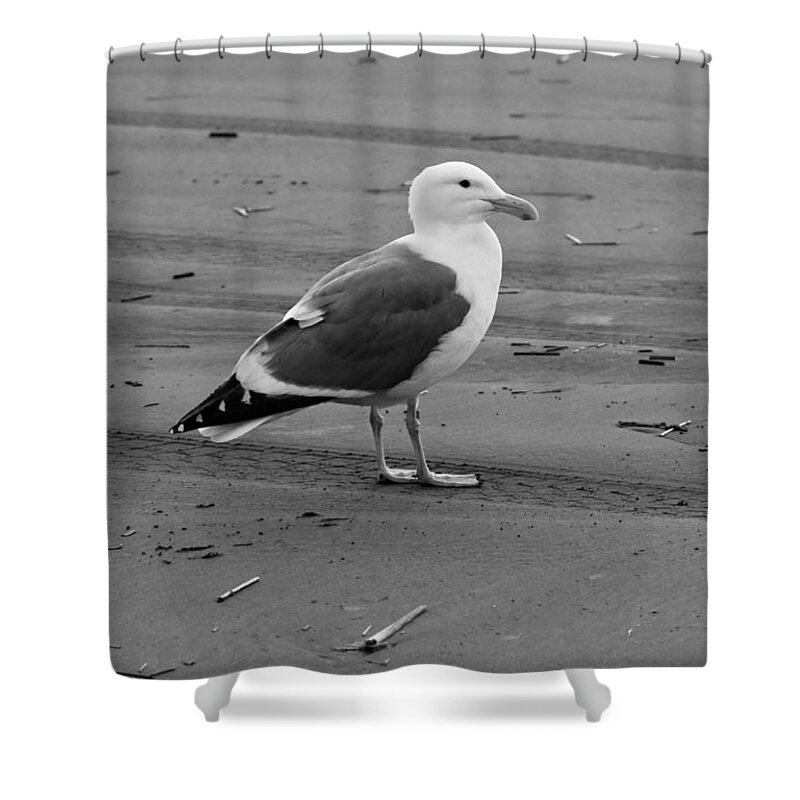 Ocean Shower Curtain featuring the photograph Pacific Seagull In Black and White by Jeanette C Landstrom
